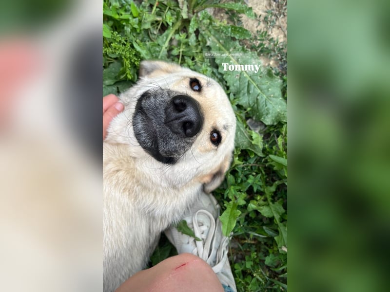 Tommy (3) unsere tiefenentspannte Seele