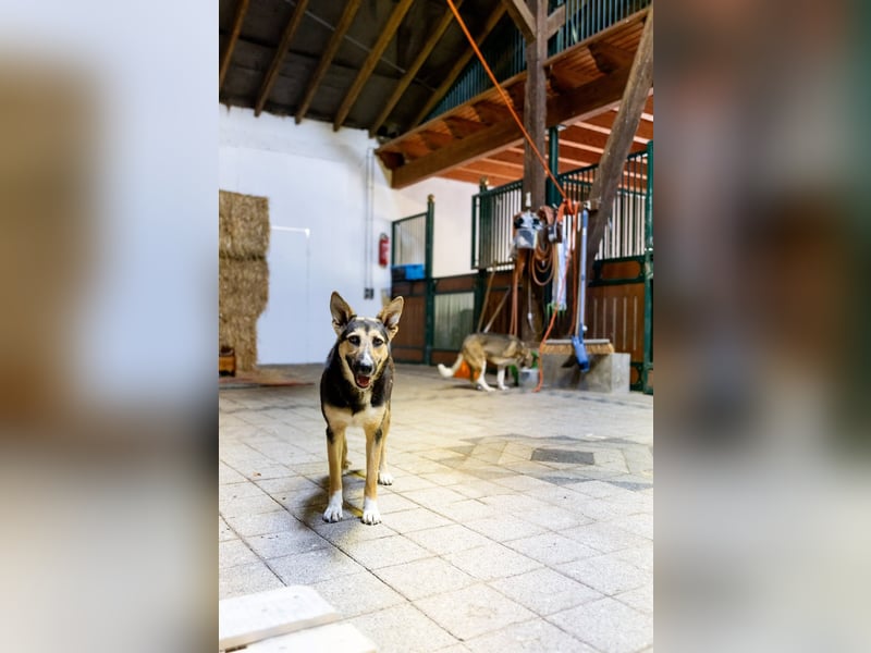 Shila (5) sucht nach einem liebevollen Zuhause