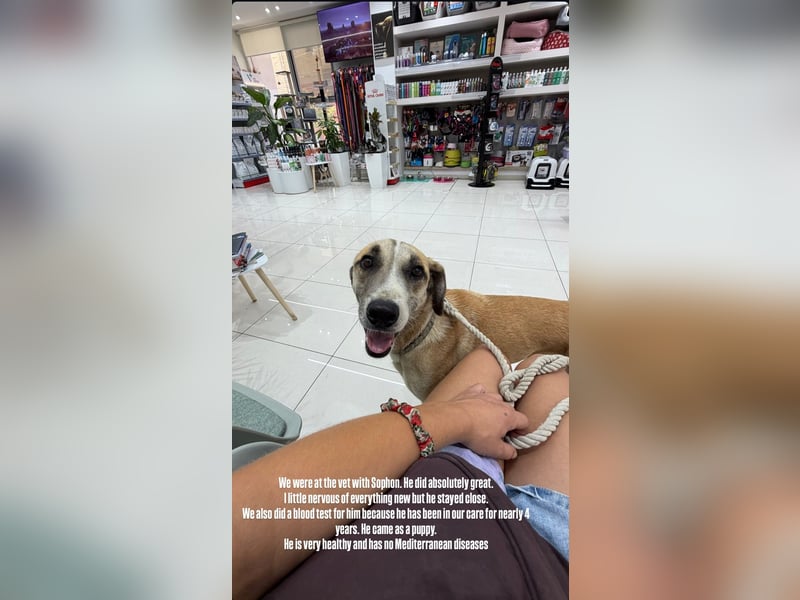Sophon (4) sucht seine Menschen