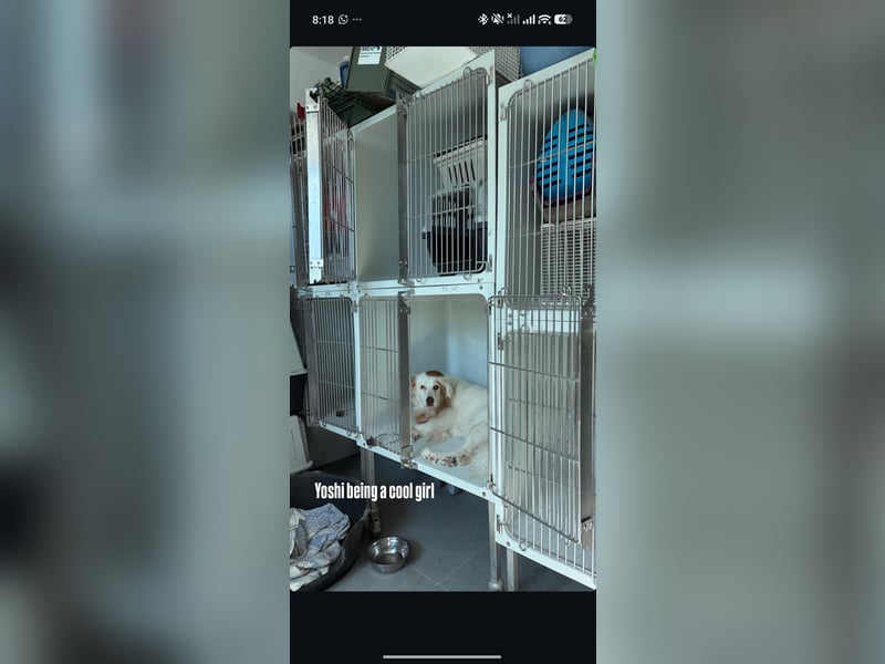 Yoshi (9) sucht einen ruhigen Platz