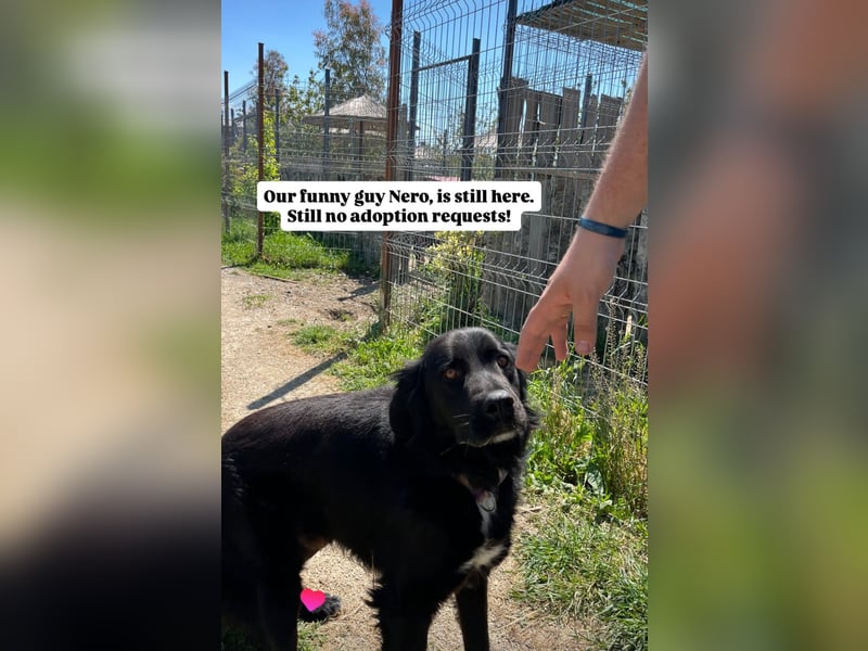 Nero (4) wartet schon so lange....
