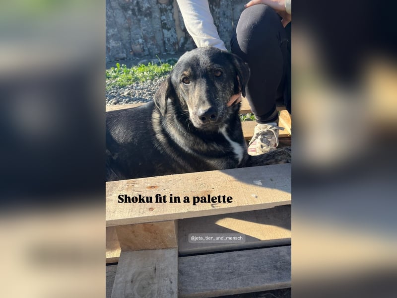 Der ruhige Shoku (3) sucht ein Zuhause