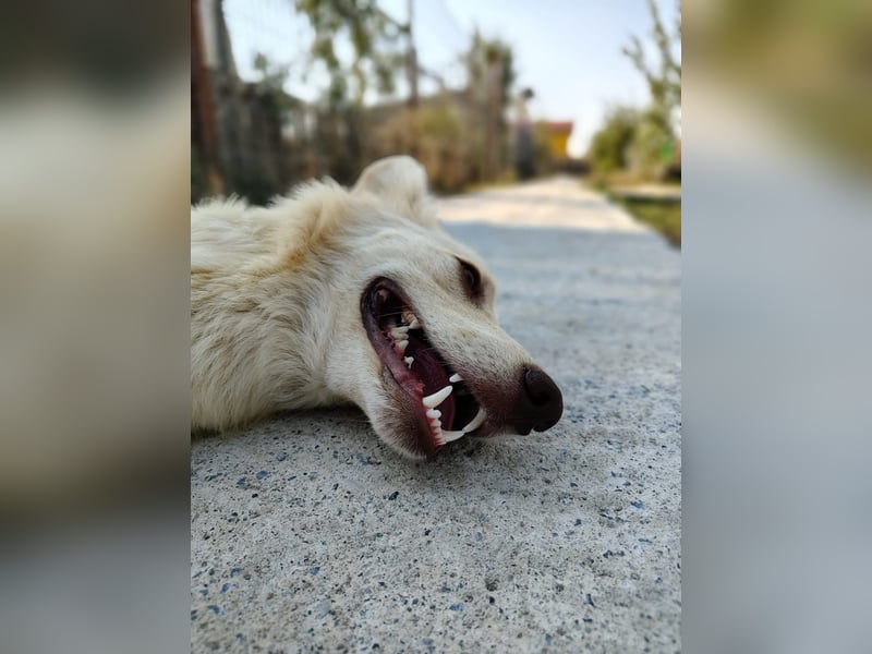 Biggi (2) unser dreibeiniger Sonnenschein