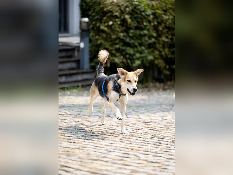 Sunny (4) sucht ein Zuhause