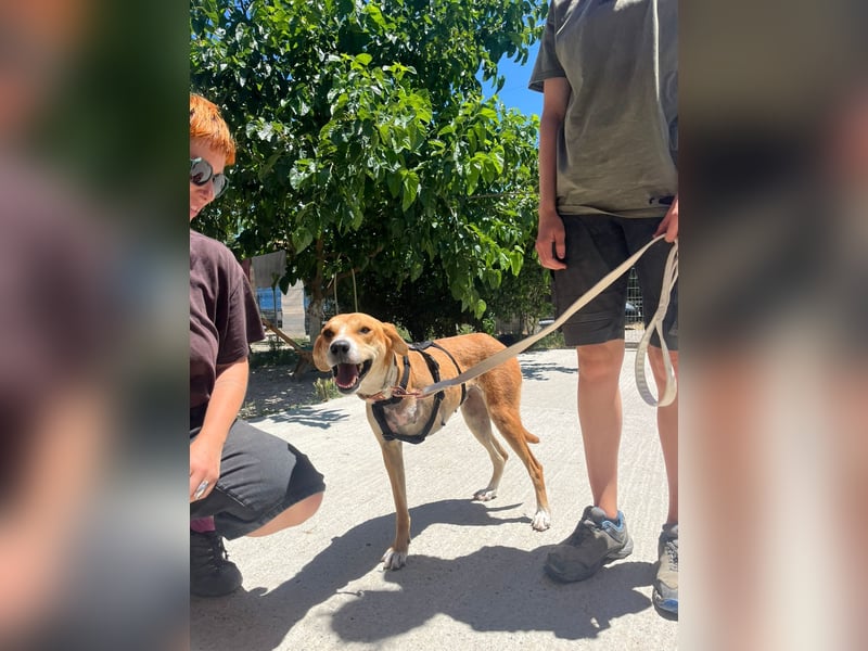 Milly (3) unsere dreibeinige Kämpferin sucht ein Zuhause