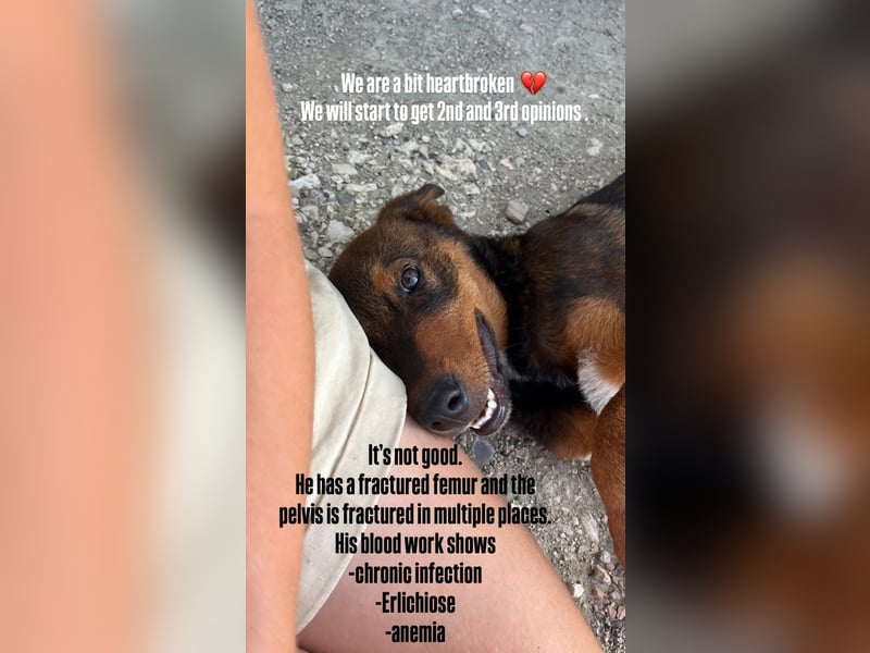 Rio (7 Monate) hat schon so viel durchgemacht