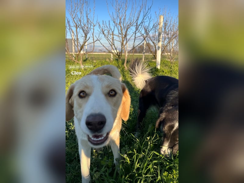 Cleo (2) ist bereit für ein Zuhause