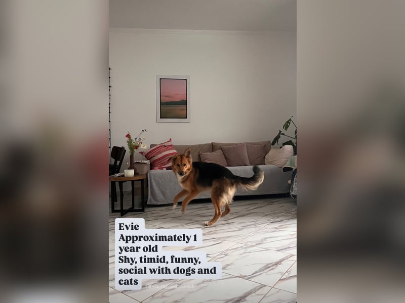 Evie (1-2) unsere scheue Schönheit