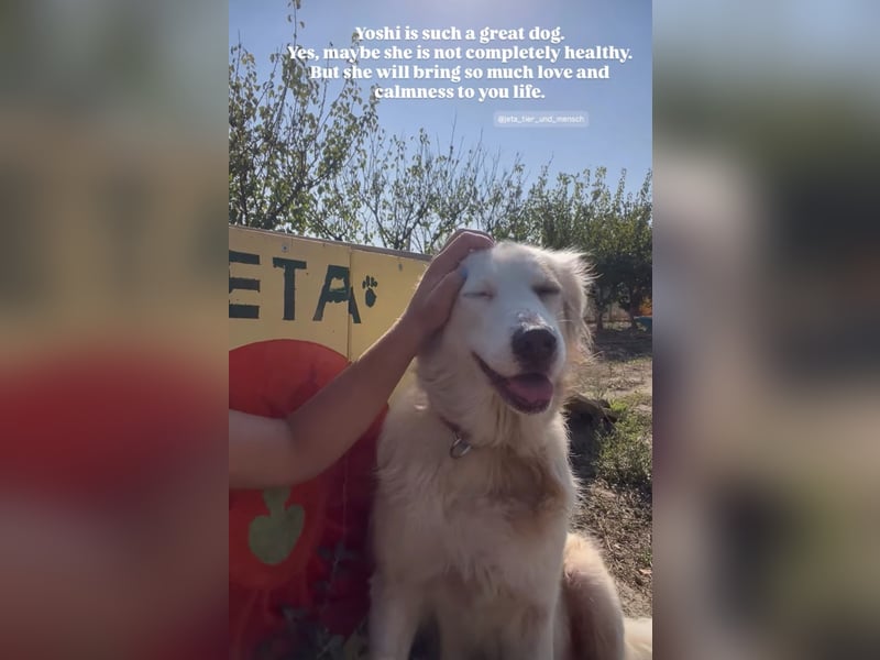 Yoshi (9) sucht einen ruhigen Platz