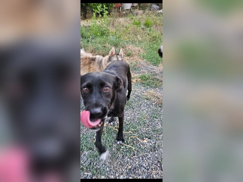 Bellissima eine wahre black beauty