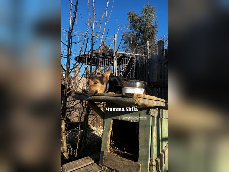 Shila (5) sucht nach einem liebevollen Zuhause