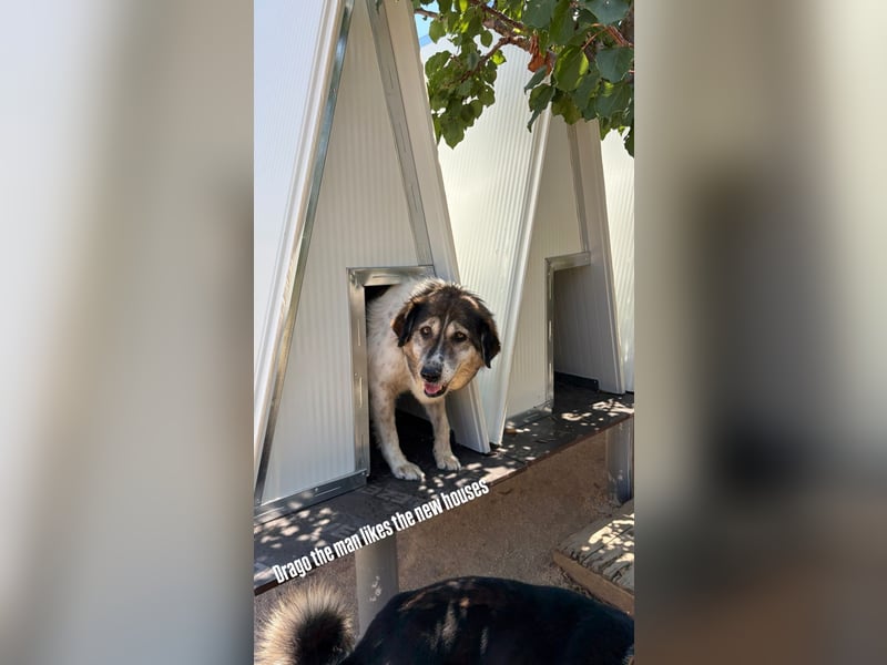 Drago (8/9) sucht ein gemütliches Plätzchen
