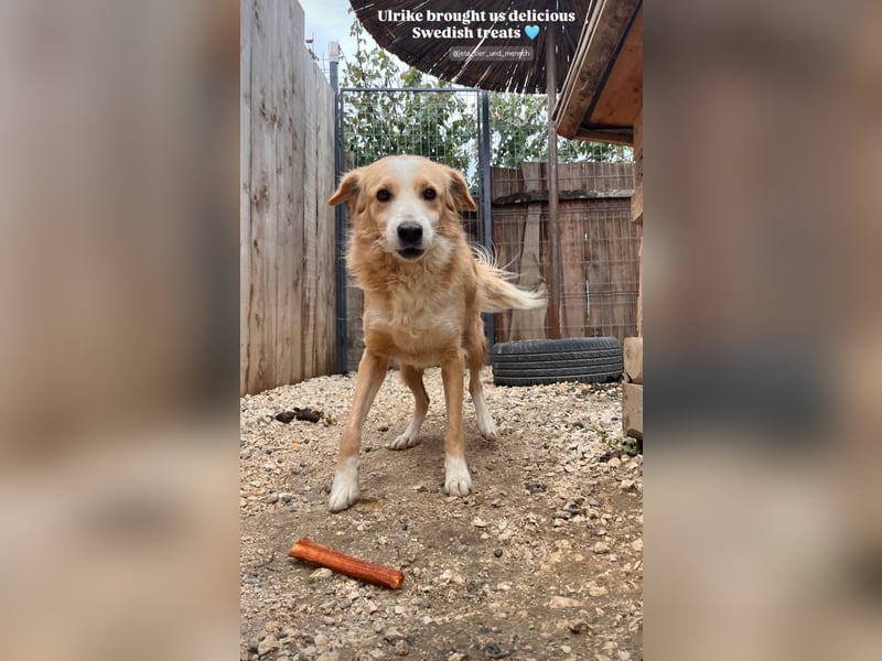 Axel (4) sucht ein sicheres Zuhause