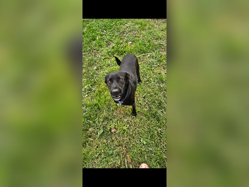 Bellissima eine wahre black beauty
