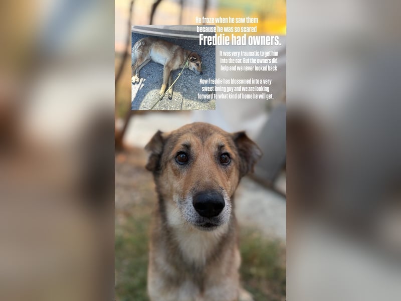 Freddy (6) unser Engel hat endlich Glück verdient