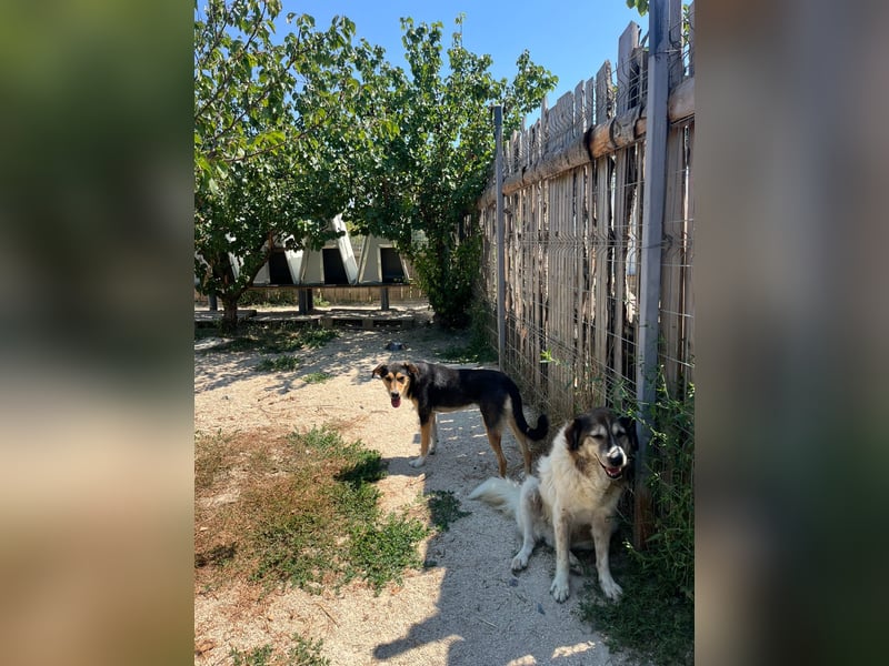 Pepper (2) ist eine wunderschöne junge Hündin - bereit für ein Zuhause