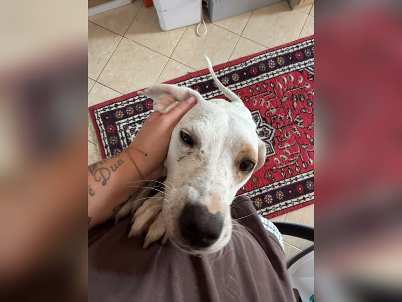 Murphy (3) sucht Ihr Happy End