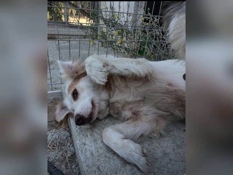 Yoshi (9) sucht einen ruhigen Platz