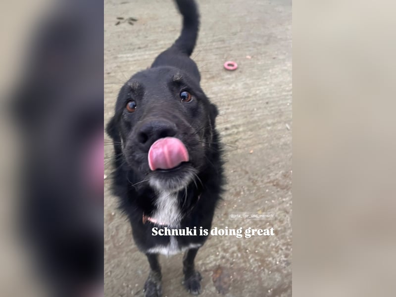 Schnuki (6) ist unser Kämpfer auf drei Pfoten
