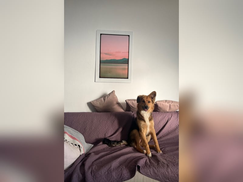 Evie (1-2) unsere scheue Schönheit
