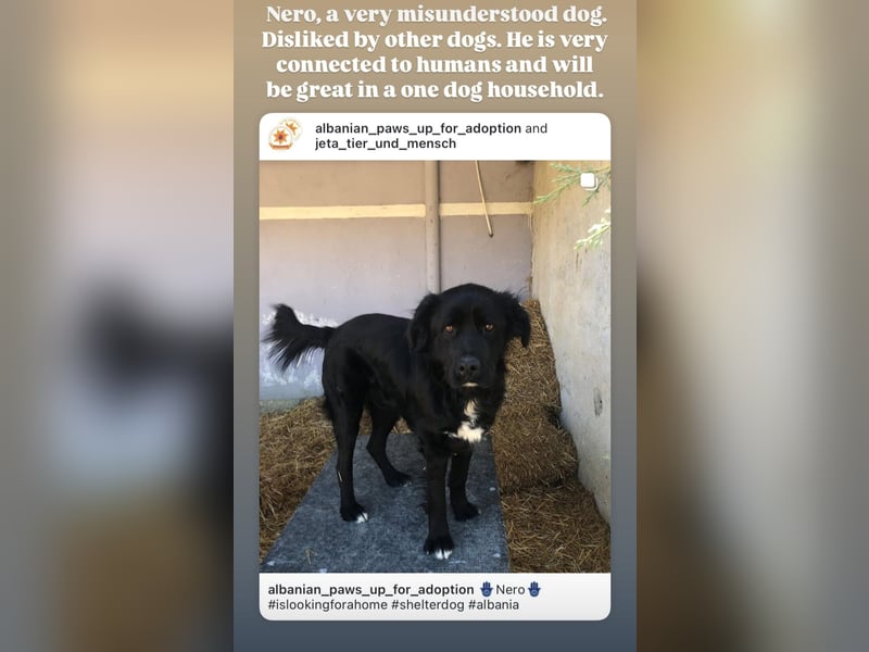 Nero (4) wartet schon so lange....