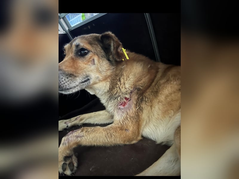 Freddy (6) unser Engel hat endlich Glück verdient