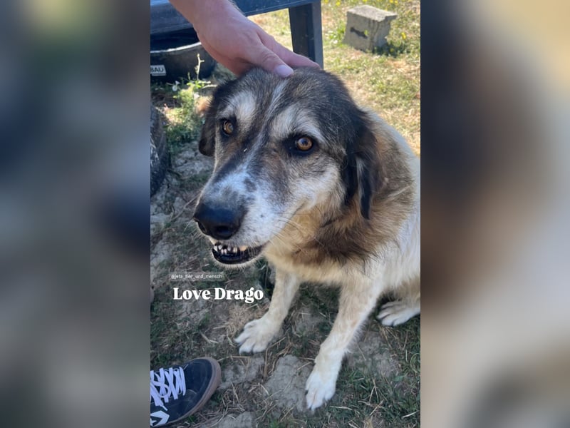 Drago (8/9) sucht ein gemütliches Plätzchen