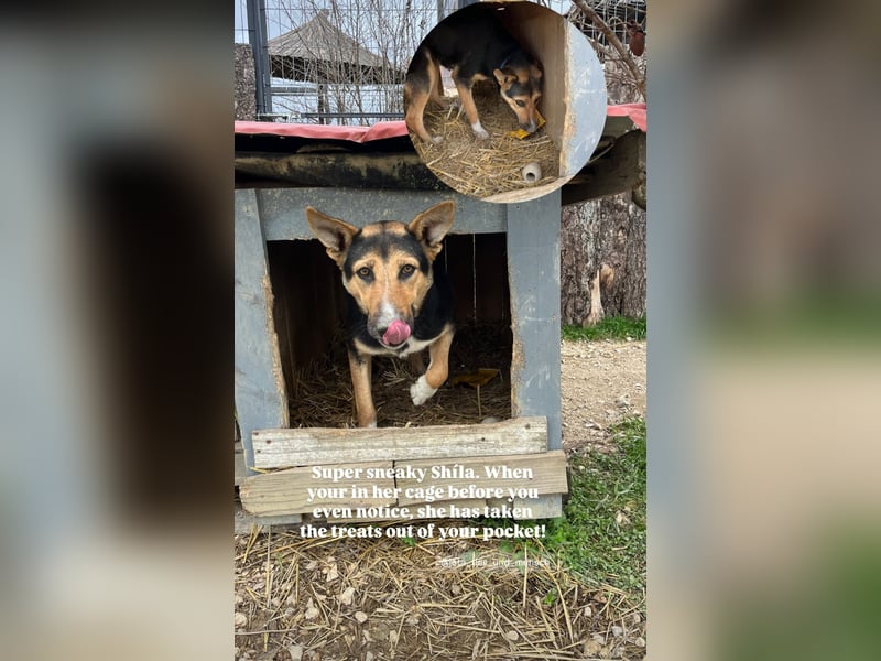 Shila (5) sucht nach einem liebevollen Zuhause