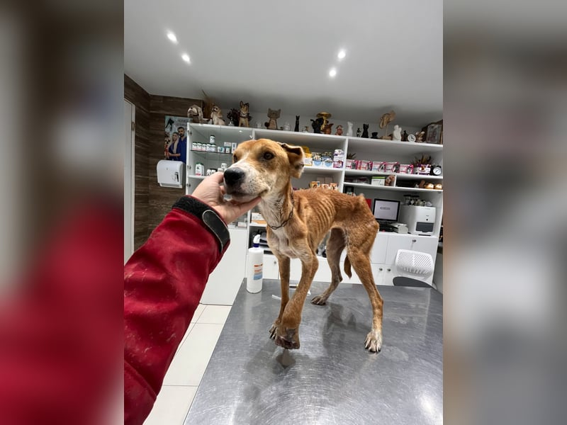 Milly (3) unsere dreibeinige Kämpferin sucht ein Zuhause