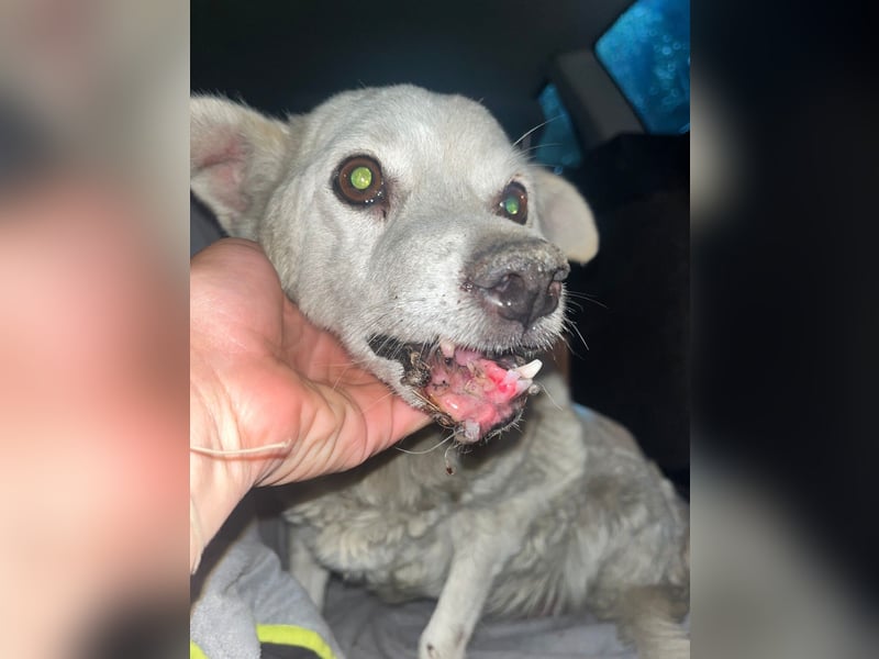 Josie (8) sucht einen Platz zum Entspannen