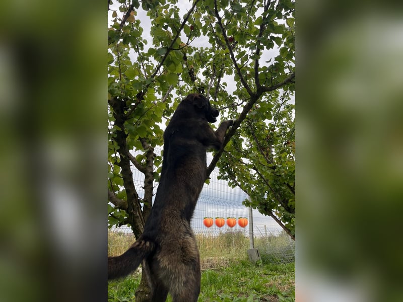Der ruhige Shoku (3) sucht ein Zuhause