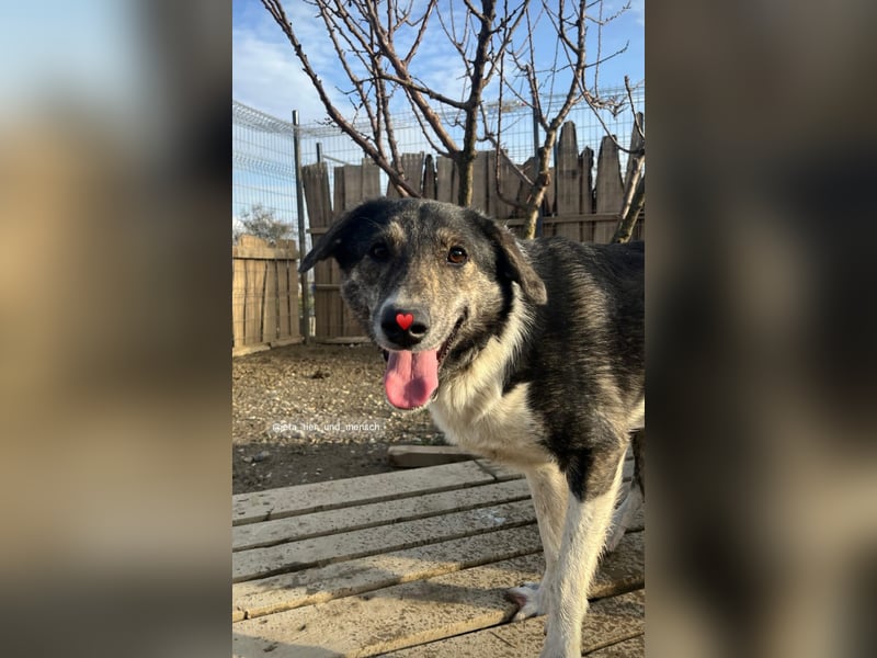 Mojo (3) wartet auf ein Zuhause