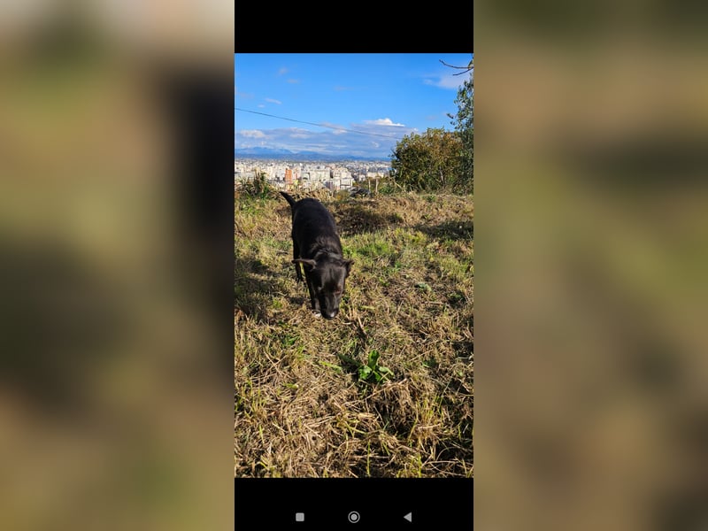 Bellissima eine wahre black beauty