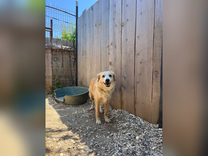 Axel (4) sucht ein sicheres Zuhause