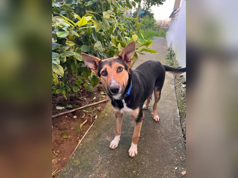 Shila (5) sucht nach einem liebevollen Zuhause