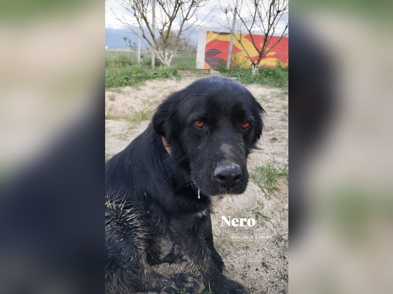 Nero (4) wartet schon so lange....