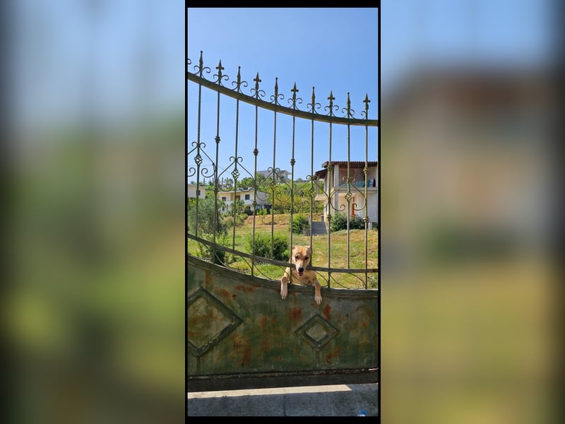 Lila (2) wünscht sich eine Familie