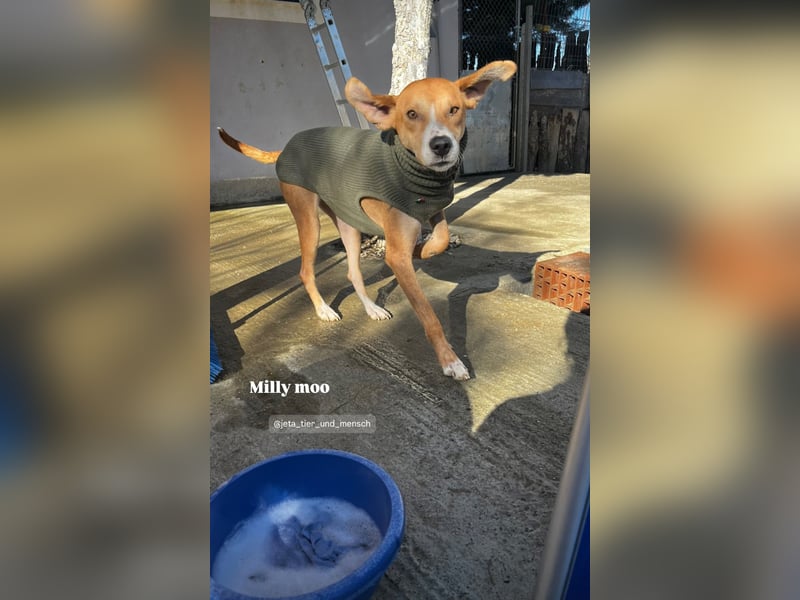 Milly (3) unsere dreibeinige Kämpferin sucht ein Zuhause