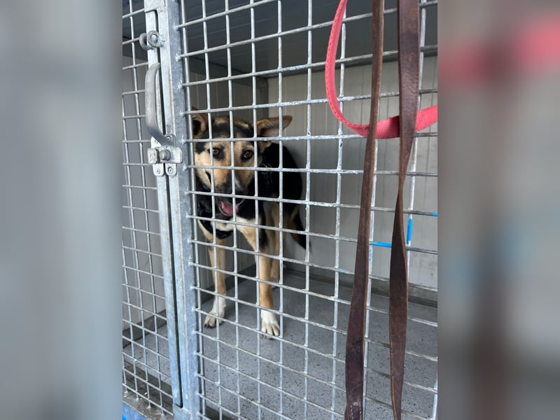 Shila (5) sucht nach einem liebevollen Zuhause