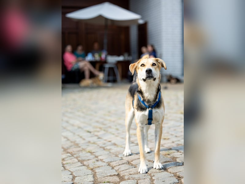 Sunny (4) sucht ein Zuhause