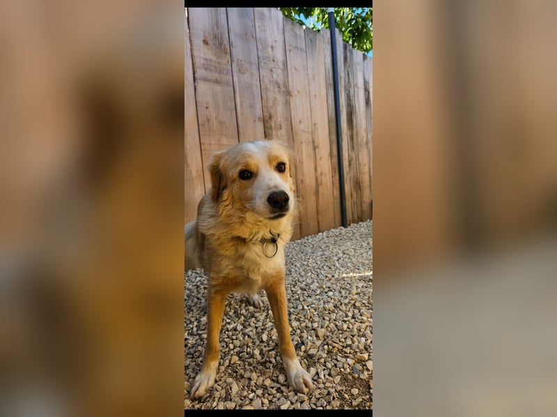 Axel (4) sucht ein sicheres Zuhause