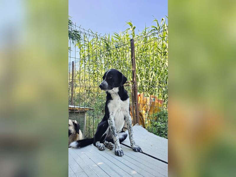 Kira (1) sucht ein Zuhause