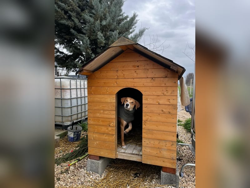 Milly (3) unsere dreibeinige Kämpferin sucht ein Zuhause