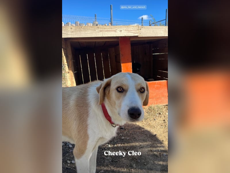 Cleo (2) ist bereit für ein Zuhause