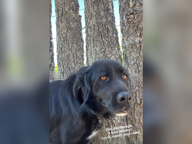 Nero (4) wartet schon so lange....