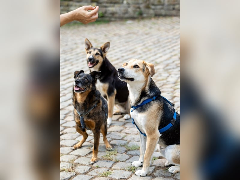 Sunny (4) sucht ein Zuhause