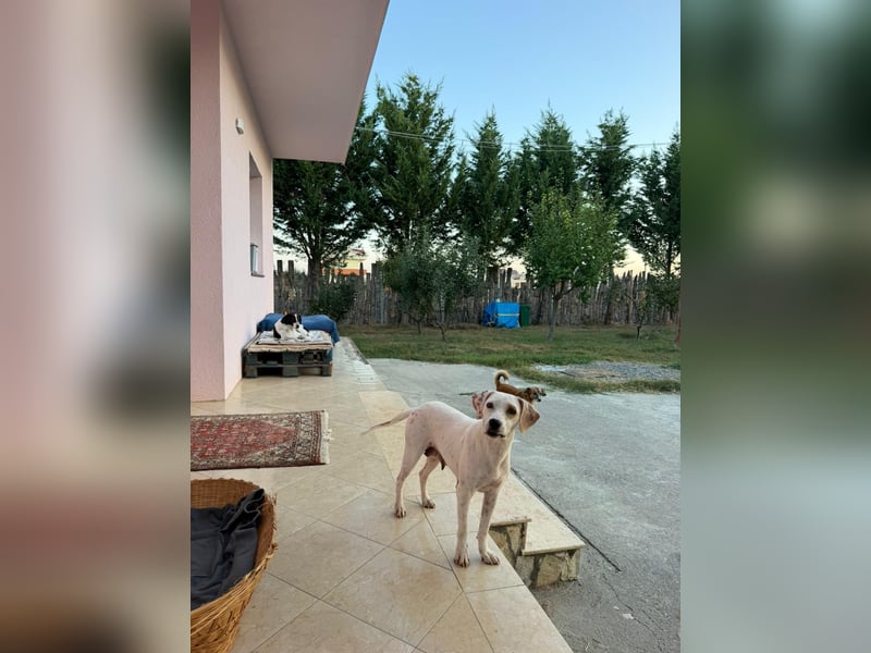 Murphy (3) sucht Ihr Happy End