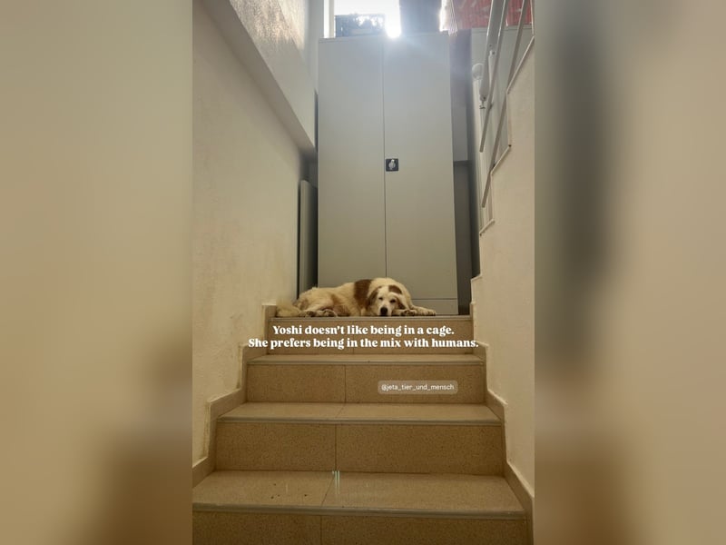Yoshi (9) sucht einen ruhigen Platz