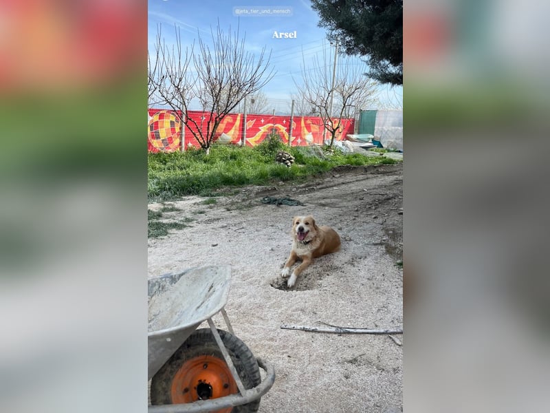 Axel (4) sucht ein sicheres Zuhause