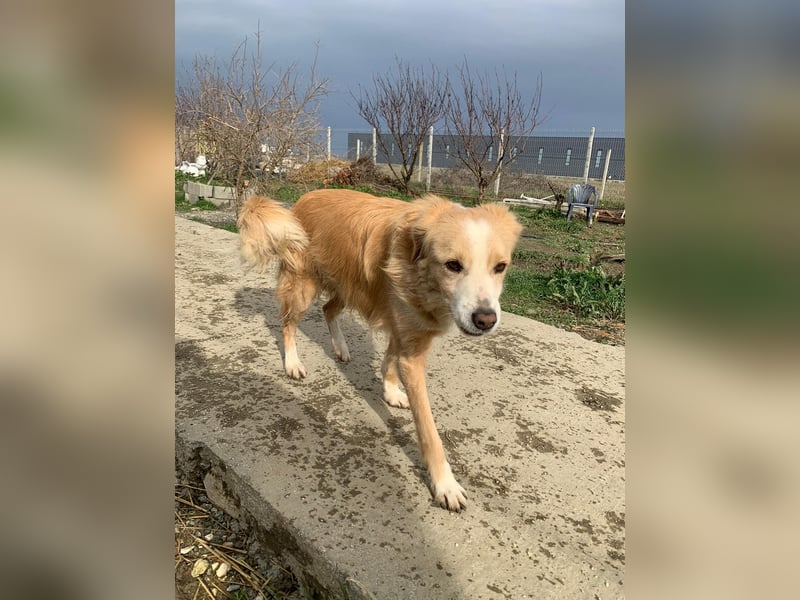 Axel (4) sucht ein sicheres Zuhause